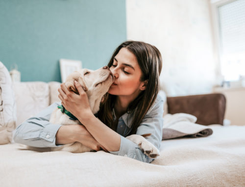 5 Reasons to Allow Pets At Your Rental Properties